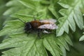 Colorful closeup on a female Tawny mining bee, Andrena fulva sitting on a green leaf Royalty Free Stock Photo