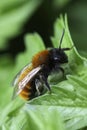 Colorful closeup on a female Tawny mining bee, Andrena fulva sitting on a green leaf Royalty Free Stock Photo