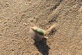 Colorful closeup of a snail nautilus on the beach in Wilderness in South Africa