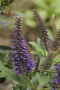 Closeup on the lightblue flowering evergreen shrub Hebe pinguifolia