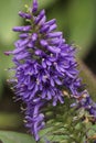 Closeup on the lightblue flowering evergreen shrub Hebe pinguifolia