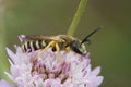 Colorful closeup on a male great banded furriow bee, sitting on a pink scabious flower