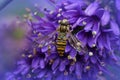 Colorful closeup on a marmalade hoverfly, Episyrphus balteatus sitting on a bright blue flower of Hebe pinguifolia