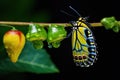 Colorful closeup nature animal black green chrysalis butterfly insect macro beauty