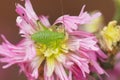 Colorful closeup on a nymph of the , speckled bush-cricket, Leptophyes punctatissima, sitting on a pink Lychnis flower