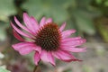 Colorful closeup on a pink colored cone flower, Echinacea purpurea in the garden Royalty Free Stock Photo