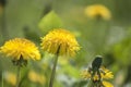 Colorful closeup with pollen leaves of yellow dandelion blossoms in summer sunlight