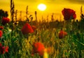 Colorful closeup of poppies at sunrise
