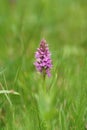 Colorful closeup on a purple flowering Southern marsh orchid, Dactylorhiza praetermissa subsp. praetermissa in a green