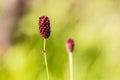 Colorful closeup red sanguisorba officinalis in garden