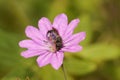 Closeup on a small Yellow masked solitary bee, Hylaeus, in a purple mountain cranesbill flower Royalty Free Stock Photo