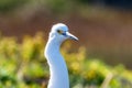Colorful closeup snowy egret head