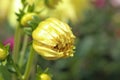 Colorful closeup vibrant flower in the garden macro photography beautiful nature  with soft green background Royalty Free Stock Photo