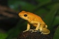 Closeup on a yellow Golden poison dart arrow frog , Phyllobates terribilis sitting on wood Royalty Free Stock Photo