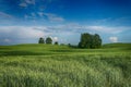 Colorful clouds over a wheat field at sunset Royalty Free Stock Photo