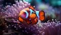 Colorful clown fish swimming in vibrant coral reef generated by AI Royalty Free Stock Photo