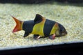 Colorful clown loach fish - botia macracanthus swimming in aquarium