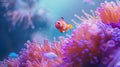 Colorful Clownfish hiding in their host anemone on a tropical coral reef Royalty Free Stock Photo