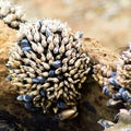 Colorful cluster of barnacles and muscle shells looking like claws. California tide pool life forms