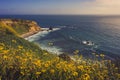 Rancho Palos Verdes Super Bloom Royalty Free Stock Photo