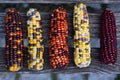 Colorful cob of ornamental corn are photographed from above and lie on wooden latters