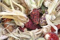 Colorful cobs of dried corn with leaves Royalty Free Stock Photo