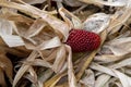Colorful cobs of dried corn with leaves Royalty Free Stock Photo