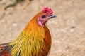 Colorful cock bright feathers orange yellow red tuft close-up of a bird`s head. Thai fighting cock