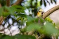 A colorful cockatiel parrot is perched on a branch and partially hidden by green leaves