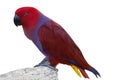 Colorful cockatoo bird 1