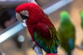 Colorful cockatoo parrot