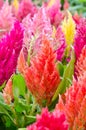 Colorful Cockscomb flowers or Chinese Wool Flower Royalty Free Stock Photo