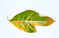 Colorful Codiaeum variegatium leaf or Oakleaf Croton backside, beautiful leaves in dark green and strips of yellow, orange and Royalty Free Stock Photo