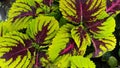 Colorful coleus. Bright green and purple contrast.