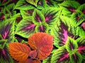 Colorful Coleus Close Up