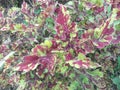 Colorful coleus flower leaves in the tourist park area