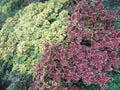 Colorful coleus flower leaves in the tourist park area