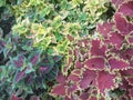 Colorful coleus flower leaves in the tourist park area