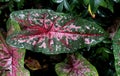 Colorful Coleus leaf with water drops after the rain