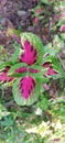 colorful coleus leaves