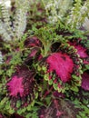 Colorful Coleus leaves and flowers in tropical style garden