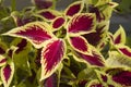 Colorful Coleus Leaves - Solenostemon