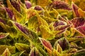 Colorful Coleus Plant