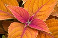 Colorful Coleus