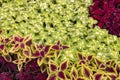 Colorful Coleus Plants Royalty Free Stock Photo