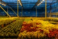 Colorful coleus plants growing in modern greenhouse in the evening