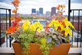 colorful coleus in window boxes with a city backdrop