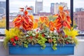 colorful coleus in window boxes with a city backdrop