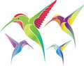 Colorful colibri