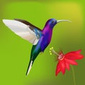Colorful colibri bird, vector